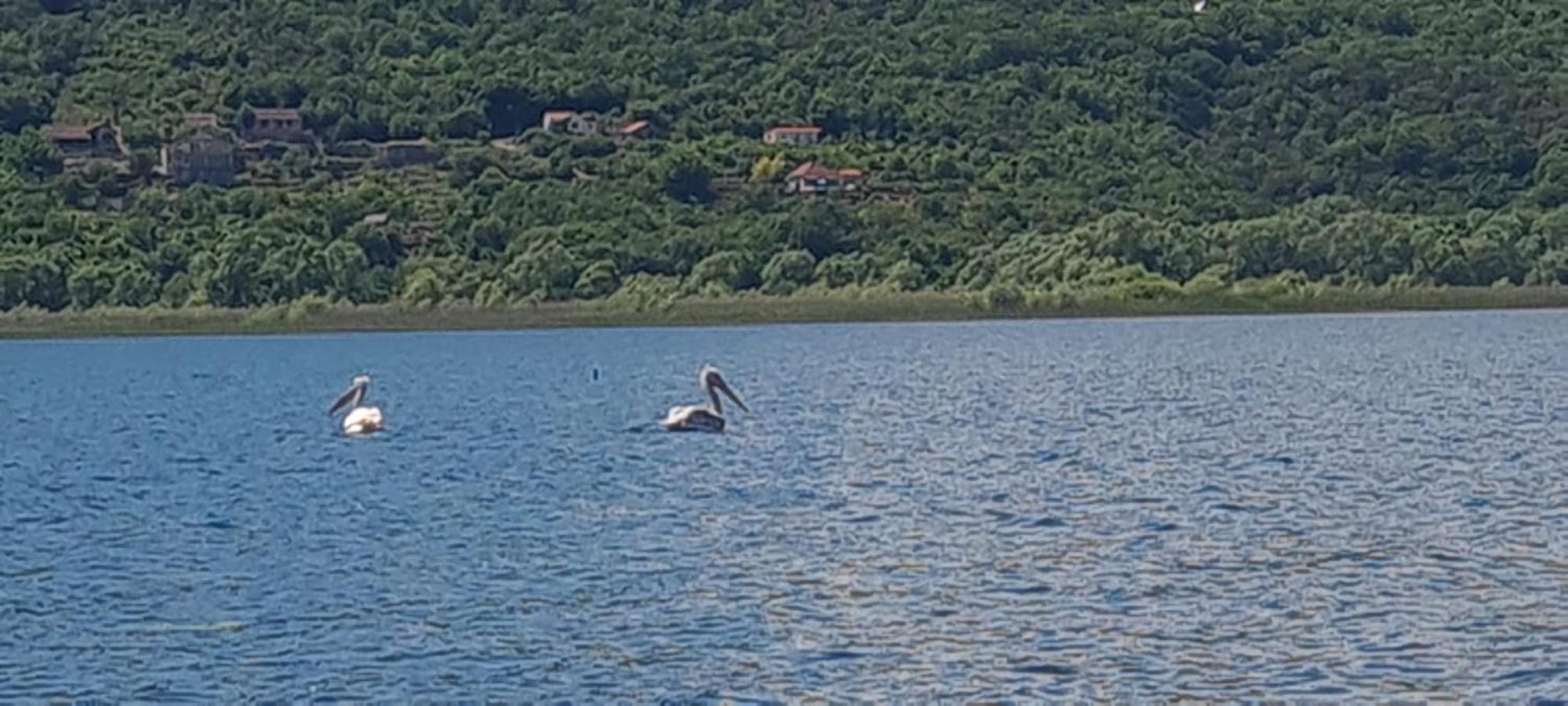 Holiday Home Haustor With Skadar Lake View Podgorica Exterior foto